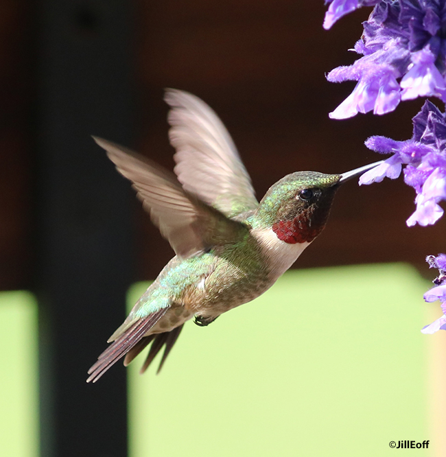 Facts About Hummingbirds