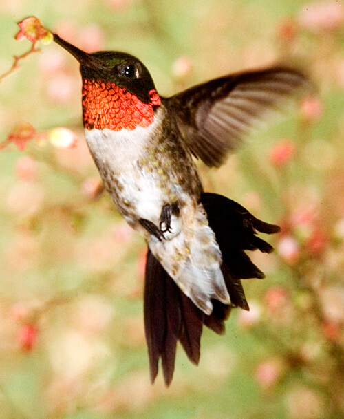 ruby throated hummingbird